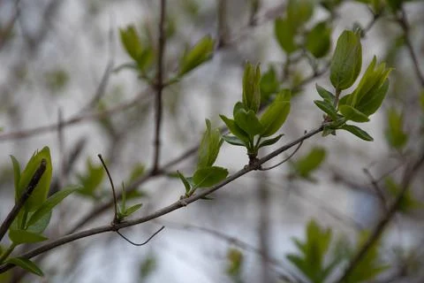 Leaves Sprouting in Spring Stock Photos