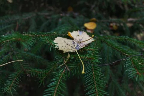 Leaves on spruce branches Foto stock