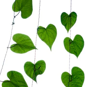 Leaves on a stalk Foto stock