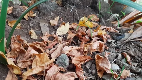 Leaves that start to dry and wither Stock Footage 284441925