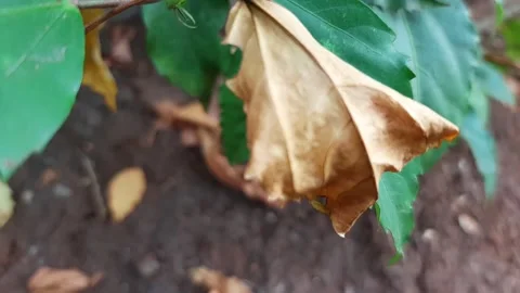 Leaves start to fall, fallen leaves on the ground Stock Footage 285914124