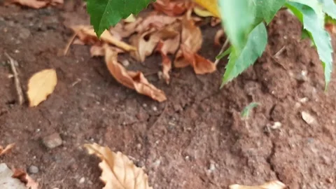 Leaves start to fall, fallen leaves on the ground Stock Footage 285914125