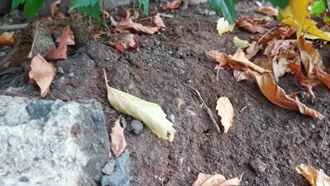 Leaves start to fall, fallen leaves on the ground Stock Footage 285914126