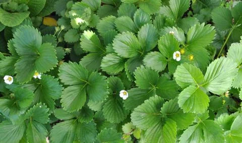 Leaves of straberry Stock Photos