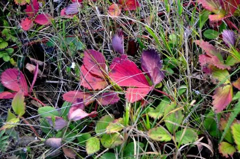 Leaves of strawberry Stock Photos