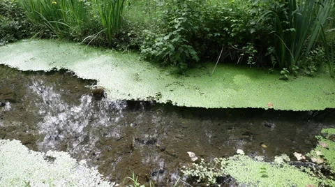 Leaves in a stream Video stock 28527790