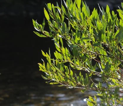 Leaves at stream in mountains Stock Photos