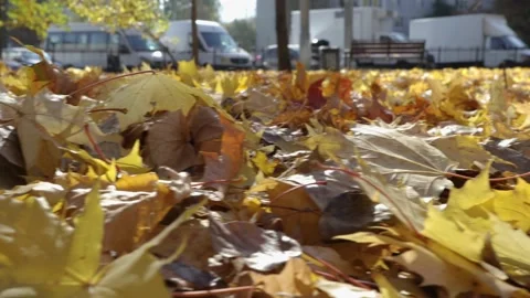 Leaves in the street Stock Footage 163373189