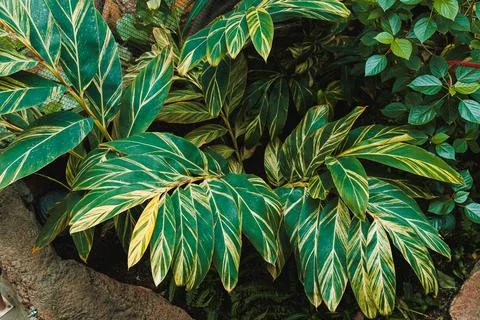 Leaves with striking patterns are growing in a garden. The light hits the lea Foto stock