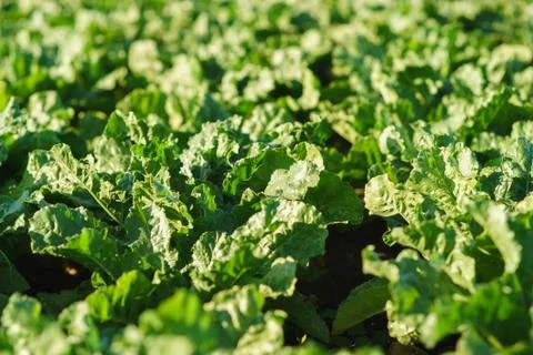Leaves of sugar beet Stock Photos