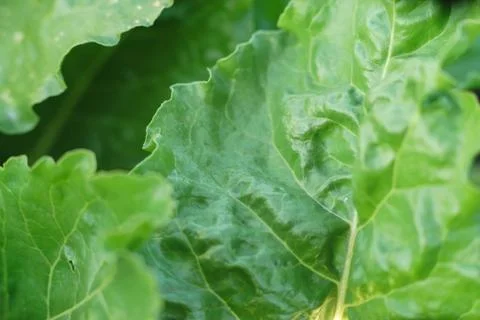 Leaves of sugar beet Stock Photos