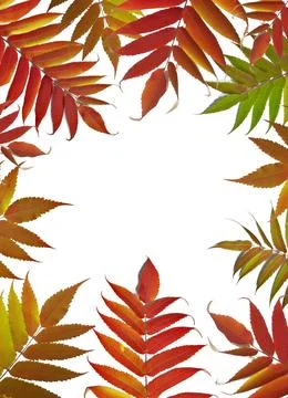 Leaves of sumac on a white background. Isolate. Autumn mood Stock Photos
