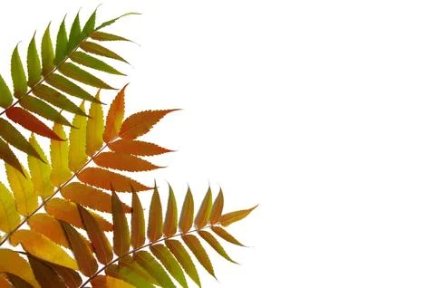 Leaves of sumac on a white background. Isolate. Autumn mood Stock Photos