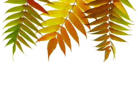 Leaves of sumac on a white background. Isolate. Autumn mood Stock Photos