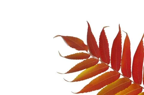 Leaves of sumac on a white background. Isolate. Autumn mood Stock Photos