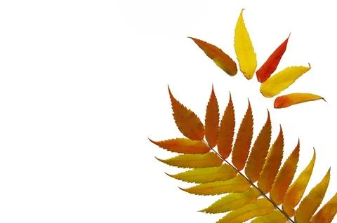 Leaves of sumac on a white background. Isolate. Autumn mood Stock Photos