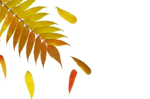 Leaves of sumac on a white background. Isolate. Autumn mood Stock Photos