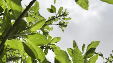 Leaves in the summer Video stock 280255270