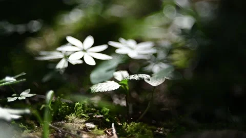 Leaves in a summer forest 스톡 동영상 217380863