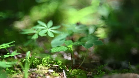 Leaves in a summer forest Stock-Footage 217381054