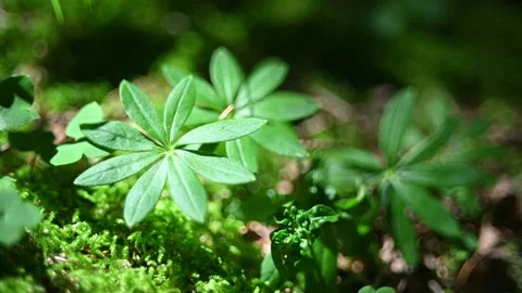Leaves in a summer forest 스톡 동영상 217381088