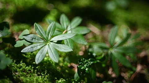 Leaves in a summer forest 스톡 동영상 217381213