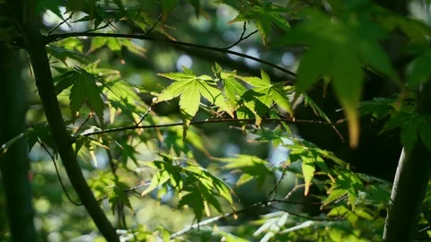 Leaves of summer forest with sun. Looking up. Green deciduous, maple trees Stock Footage 89730770