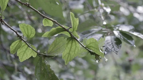 Leaves with Summer rain drops Stock Footage 65487847