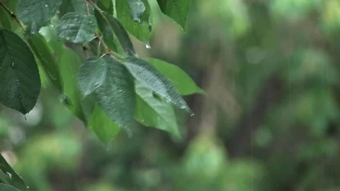 Leaves summer rain Stock Footage 78509532