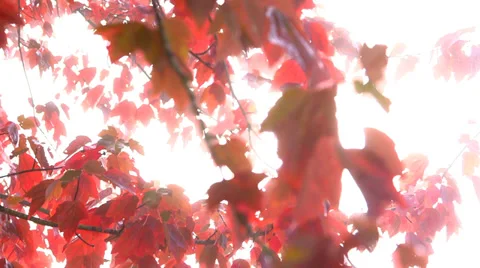 Leaves in the sun 3. Stock Footage 31864069