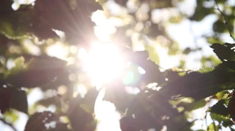 Leaves in the sun backlight Stock Footage 55876126