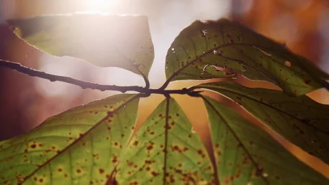 Leaves Sun Backlight Glow Stock Footage 202053507