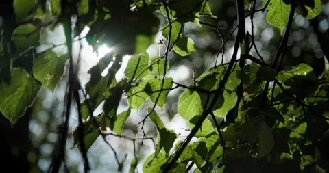 Leaves with sun flare Stock Footage 318089394