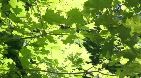 Leaves in the sun Stock Footage 12043994