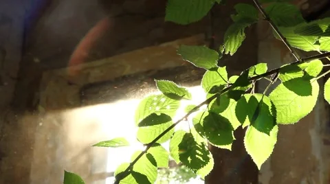 Leaves with Sun Stock Footage 42979198