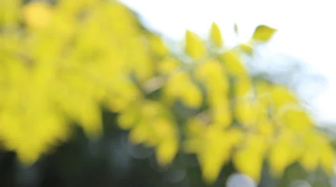 Leaves in the sun Stock Footage 46721682
