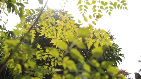 Leaves in the sun Stock Footage 46722185