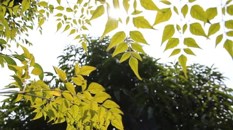 Leaves in the sun Stock Footage 46722742