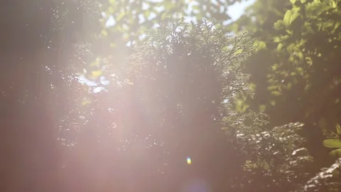 Leaves in the sun Video stock 96101146