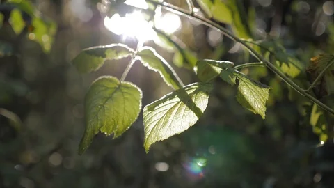 Leaves in the sun Stock Footage 122194997