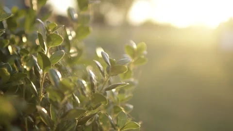 Leaves in the sun 動画素材 136336357