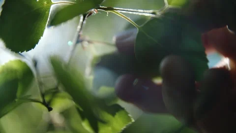 Leaves in sun Stock Footage 247367161