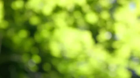 Leaves in the sun out of focus Stock Footage 12044155