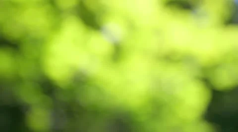 Leaves in the sun, out of focus Stock Footage 12044754