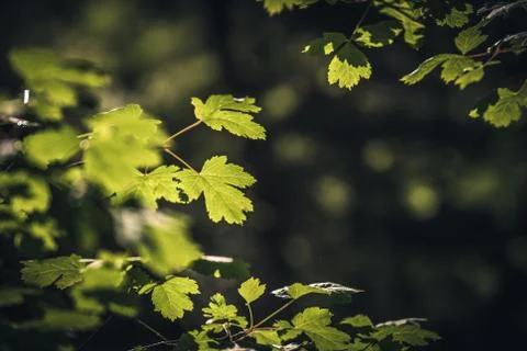 Leaves in the sun. Stock Photos