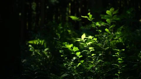 The leaves of the sun Stock Photos
