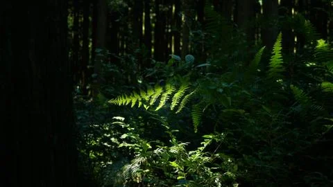The leaves of the sun Stock Photos