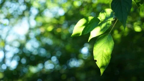 The leaves of the sun Stock Photos