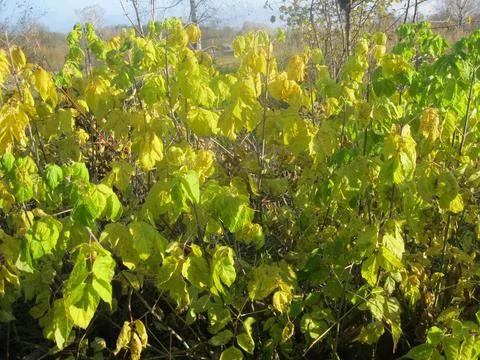 Leaves in the sun Stock Photos