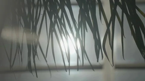 Leaves with sun reflections on glass window background, Ivory Coast Stock Footage 333561475